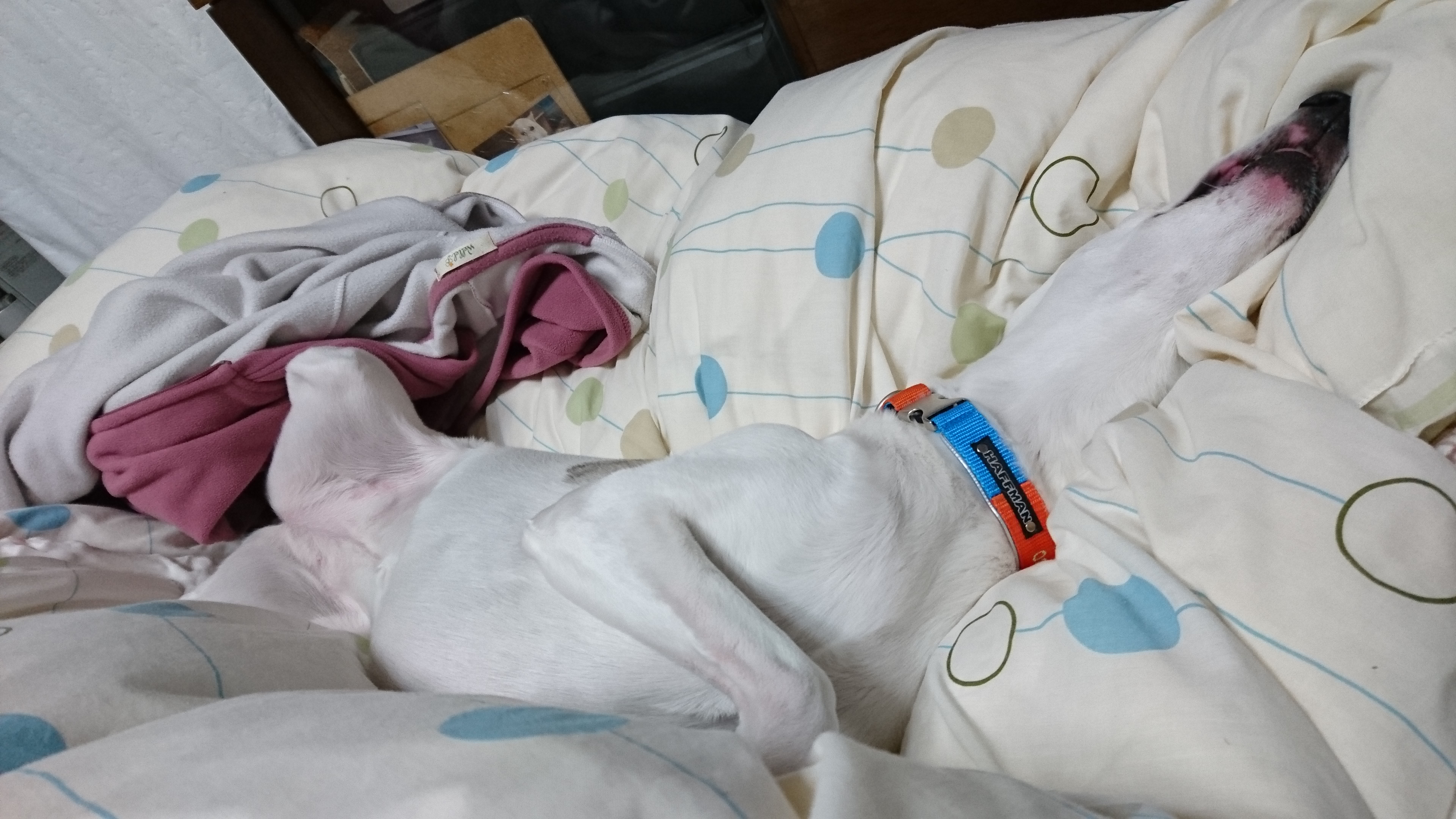 ウィペット手術後